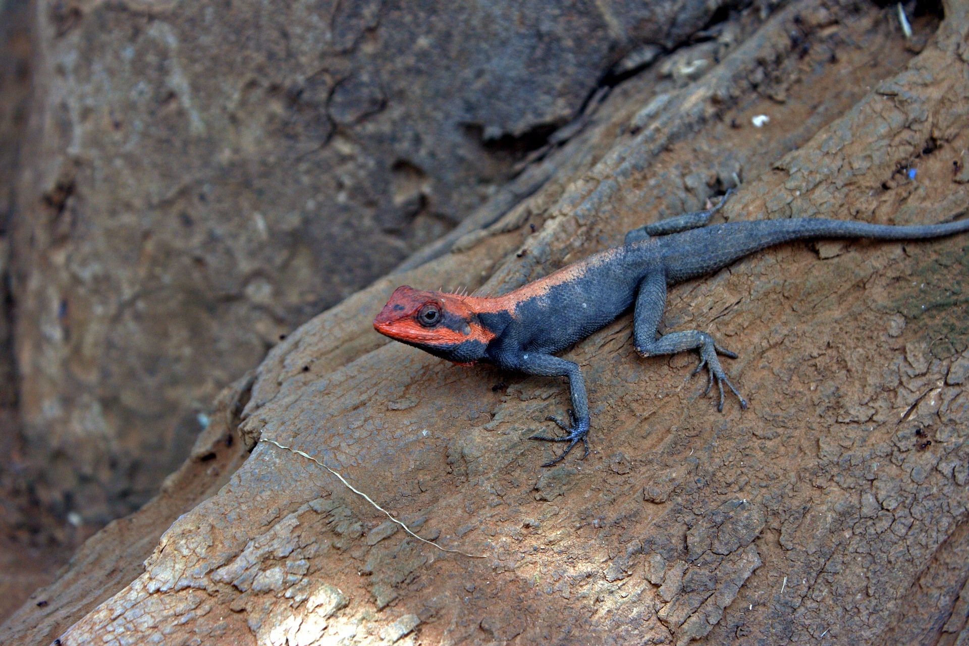 Agama lizard Wallpaper HD | Indus Appstore | Screenshot