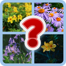 Guess the Flower: Quiz Game | Indus Appstore | App Icon