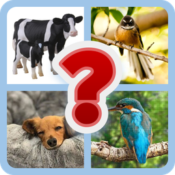 Animals Colours and Breed Trivia | Indus Appstore | App Icon