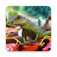 Agama lizard Wallpaper HD | Indus Appstore | App Icon