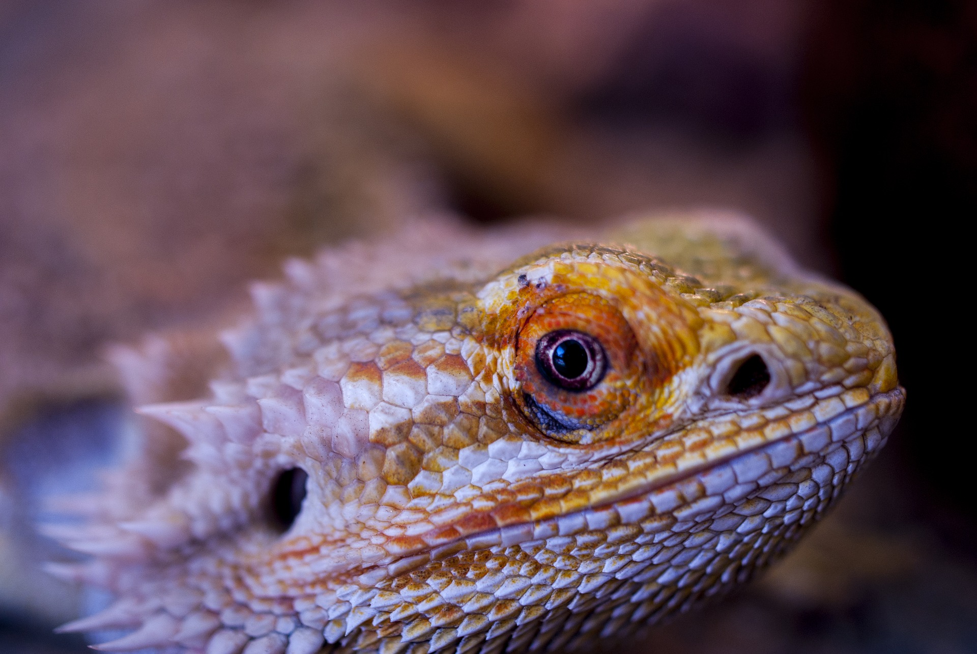 Agama lizard Wallpaper HD | Indus Appstore | Screenshot