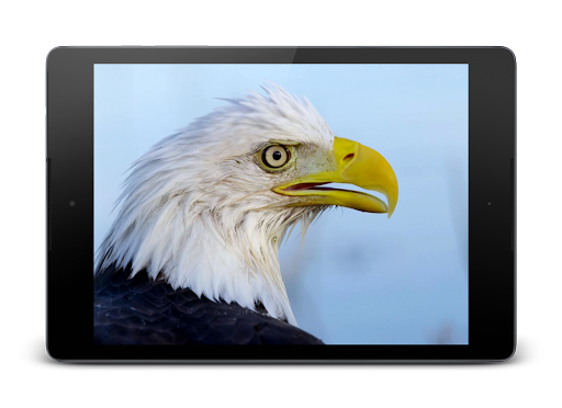 Eagle 3D Video Live Wallpaper | Indus Appstore | Screenshot