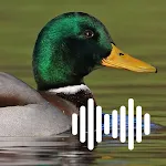 Duck Hunting Calls | Indus Appstore | App Icon