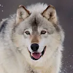 Wolf Wallpapers | Indus Appstore | App Icon