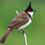 Bulbul Bird Ringtones | Indus Appstore | App Icon