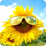 Sunflower Wallpapers | Indus Appstore | App Icon