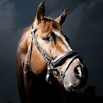 Horse Wallpapers | Indus Appstore | App Icon