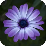 Flower Wallpaper | Indus Appstore | App Icon