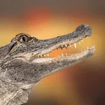 Alligator Sounds | Indus Appstore | App Icon