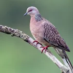 Appp.io - Spotted dove sounds | Indus Appstore | App Icon