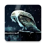 Sad Owl HD Livewallpaper | Indus Appstore | App Icon