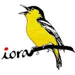 Iora | Indus Appstore | App Icon