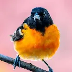 Oriole bird sounds | Indus Appstore | App Icon