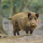 Wild Boar Sounds | Indus Appstore | App Icon