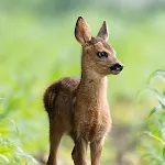 Baby Animal Wallpapers | Indus Appstore | App Icon