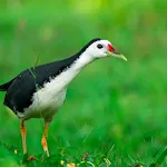 White-breasted Waterhen Sounds | Indus Appstore | App Icon