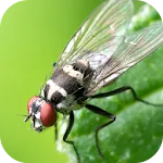 Insect Wallpapers | Indus Appstore | App Icon