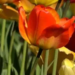 Tulips Live Wallpaper | Indus Appstore | App Icon