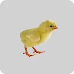 Broiler Farm Management | Indus Appstore | App Icon