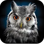 Owl Wallpaper 4K | Indus Appstore | App Icon