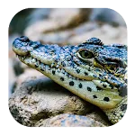 Crocodile Sounds | Indus Appstore | App Icon