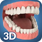 Dental Anatomy Pro. | Indus Appstore | App Icon