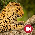 Wild Animals Documentary | Indus Appstore | App Icon