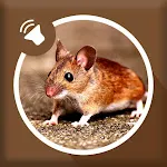 Mice and Mouse Sound | Indus Appstore | App Icon