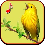 Birds Wallpaper and Song | Indus Appstore | App Icon