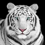 Tiger Wallpaper | Indus Appstore | App Icon