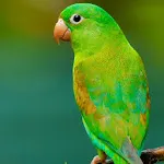 Parrot Sounds | Indus Appstore | App Icon