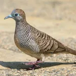 Zebra dove Sound | Indus Appstore | App Icon