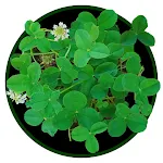 Four-Leaf Clover | Indus Appstore | App Icon