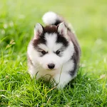 Cute Puppies Live Wallpaper | Indus Appstore | App Icon