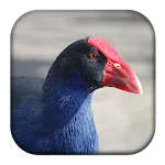 Purple Swamphen Sounds | Indus Appstore | App Icon