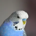 Parakeet Sounds | Indus Appstore | App Icon