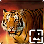 Tiger Wallpapers Hd | Indus Appstore | App Icon