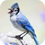 Blue Jay Sounds | Indus Appstore | App Icon