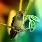 Hummingbirds Live Wallpaper | Indus Appstore | App Icon