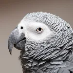 African Grey Parrot Sounds | Indus Appstore | App Icon