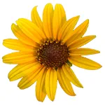 Kansas Wildflowers | Indus Appstore | App Icon