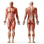 Anatomy Muscles | Indus Appstore | App Icon