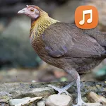 Female Red Junglefowl Sound HD | Indus Appstore | App Icon