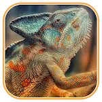 Chameleon wallpapers | Indus Appstore | App Icon