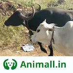 गाय भैंस खरीदें बेचें Animall | Indus Appstore | App Icon