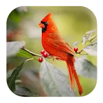 Cardinal Bird Sound | Indus Appstore | App Icon