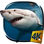 Shark 4K Live Wallpaper | Indus Appstore | App Icon