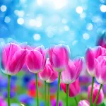 Spring Flower Live Wallpaper | Indus Appstore | App Icon