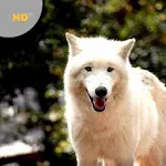 Wolf Sounds | Indus Appstore | App Icon