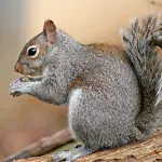 Squirrel Sounds | Indus Appstore | App Icon